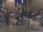 Bama and Judy in Orlando AKC Show