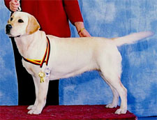 International Champion Aurora's Angel Eyes