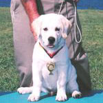 International Puppy Champion, Oct 2004